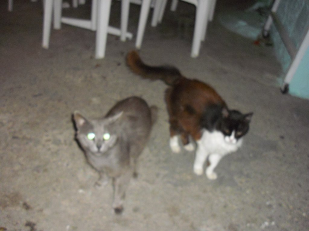 Image CIMG4741.JPG