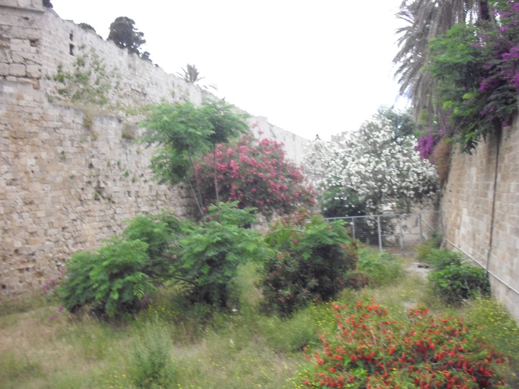 Image CIMG4768.JPG