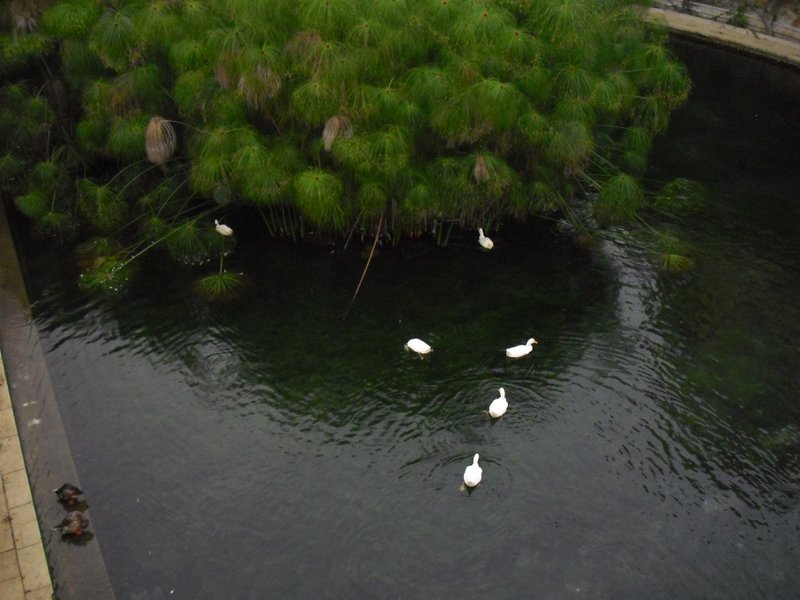 Image cimg0532.jpg