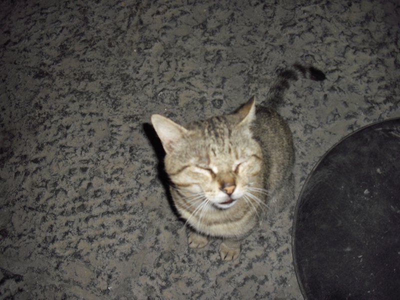 Image cimg0545.jpg