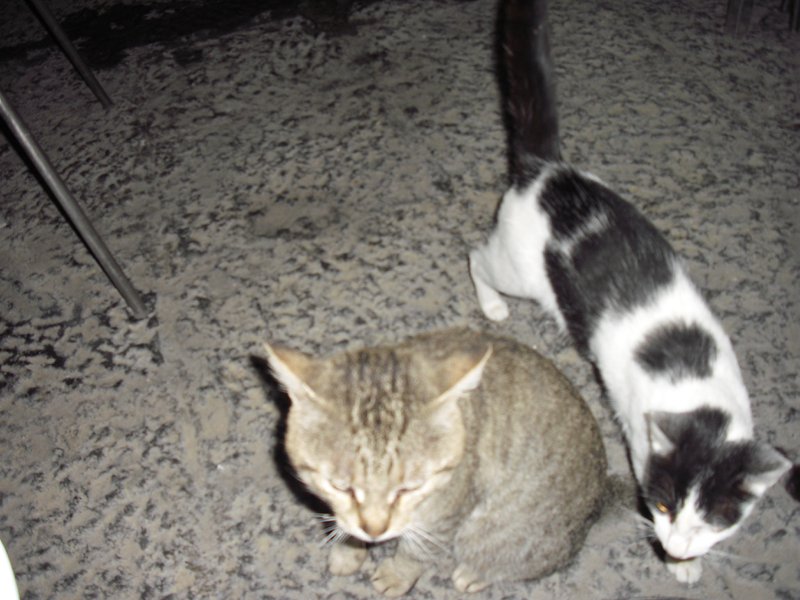 Image cimg0546.jpg