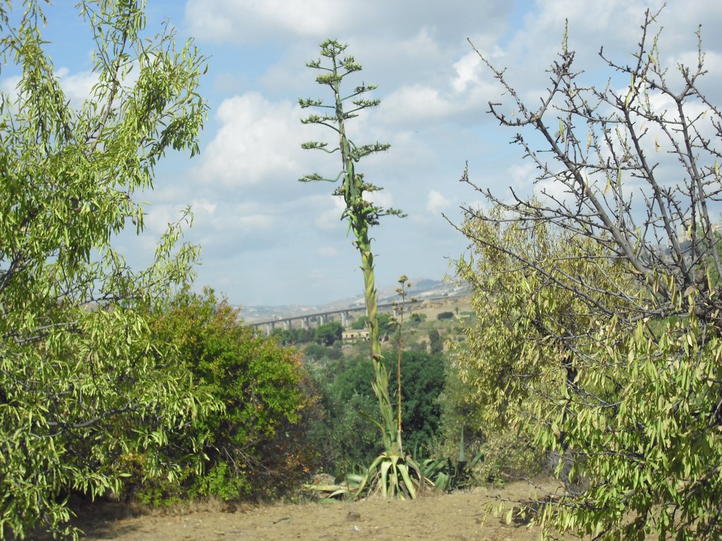 Image cimg0822.jpg