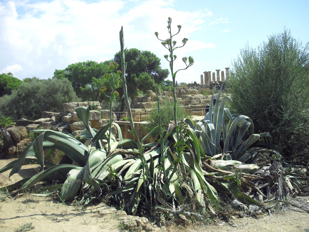 Image cimg0868.jpg