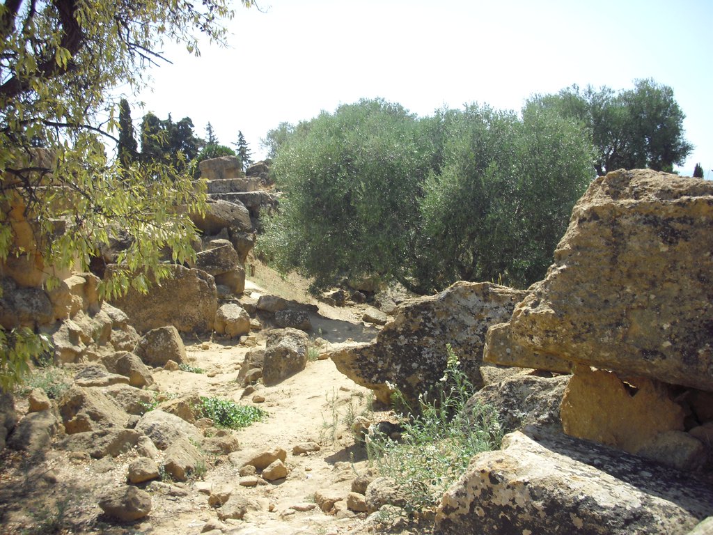 Image cimg0871.jpg