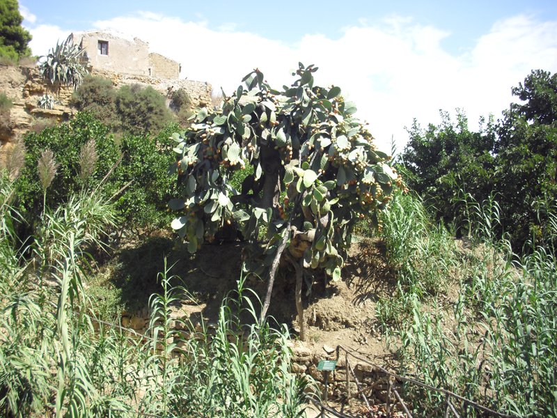 Image cimg0882.jpg