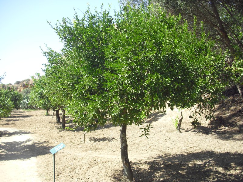 Image cimg0883.jpg
