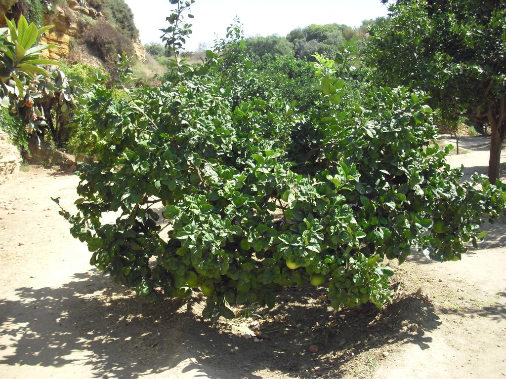 Image cimg0886.jpg