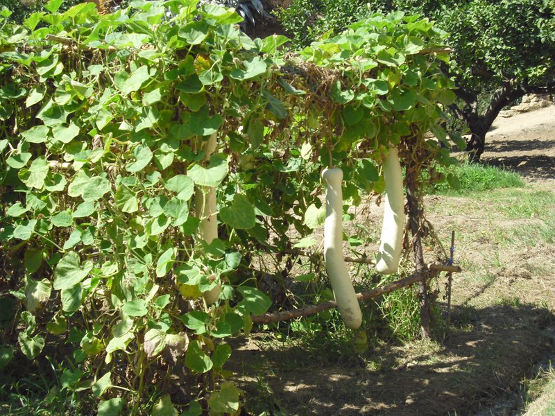 Image cimg0887.jpg