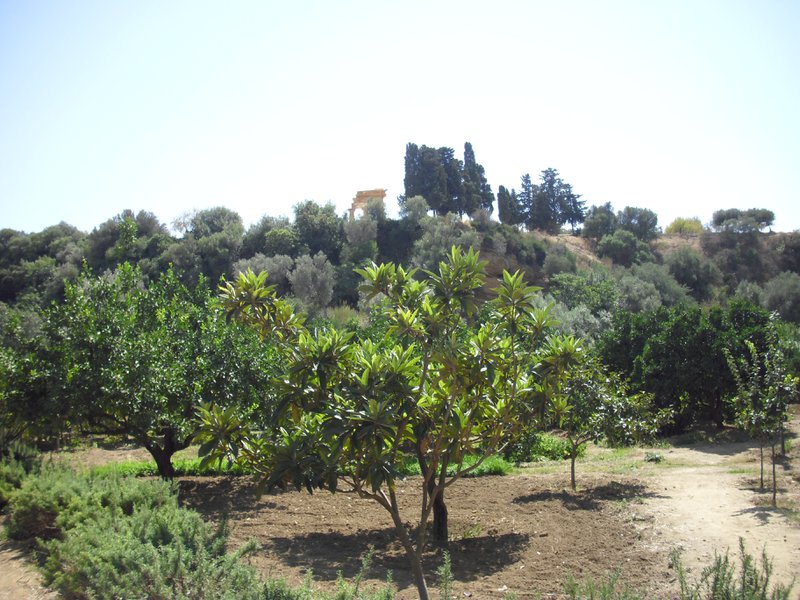 Image cimg0889.jpg