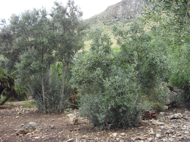 Image cimg1113.jpg
