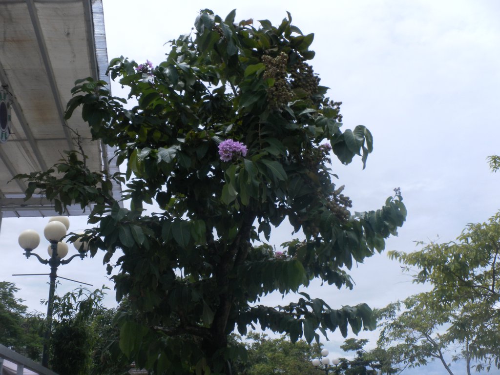 Image SAM_1728.JPG