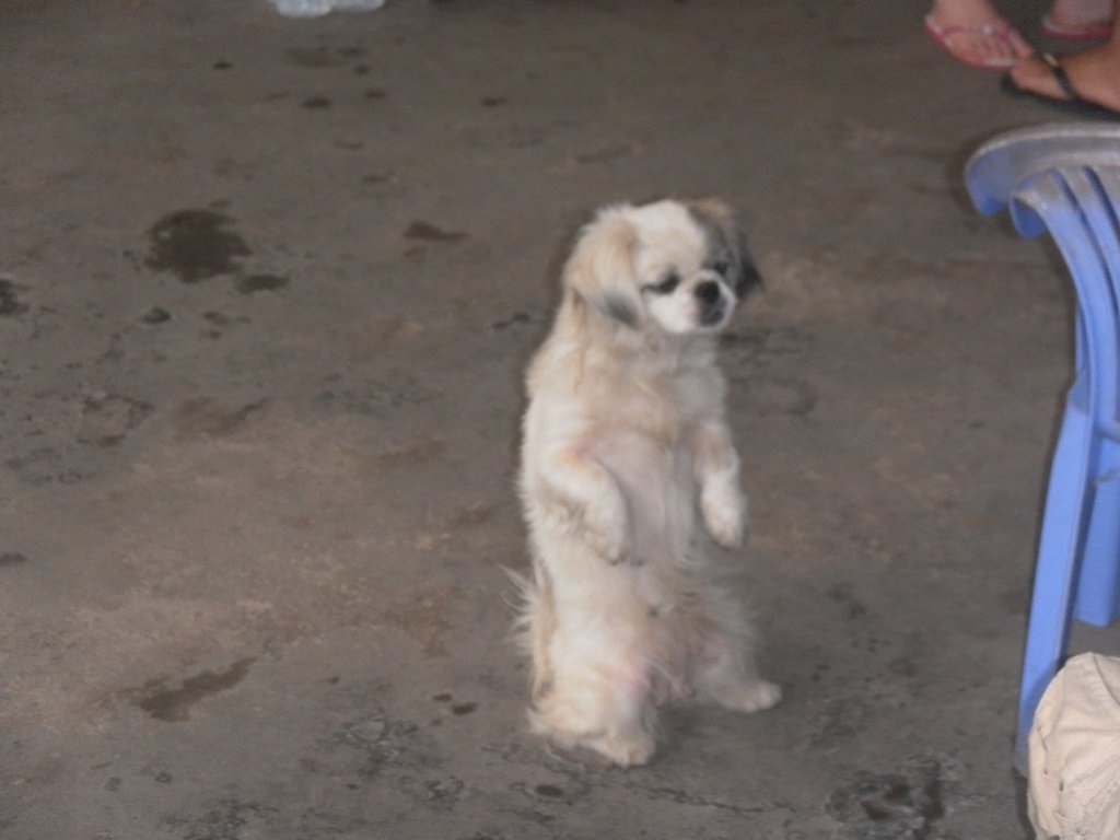 Image SAM_2412.JPG