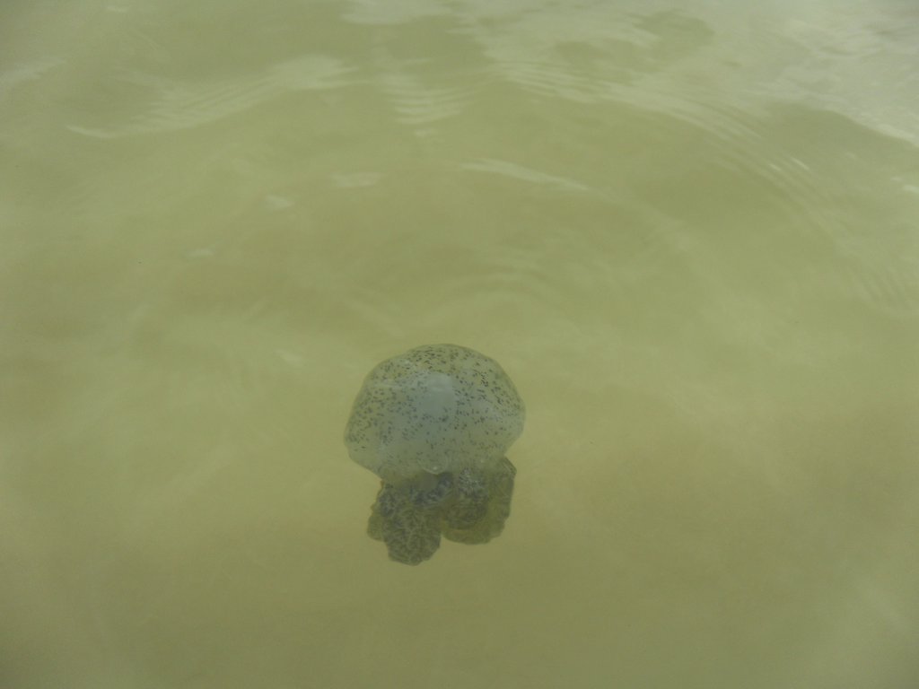 Image SAM_2569.JPG