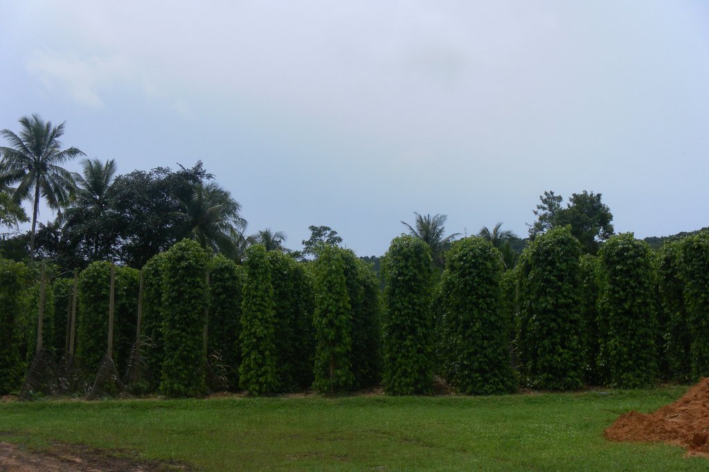 Image SAM_2667.JPG