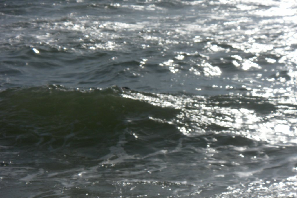 Image SAM_2732.JPG