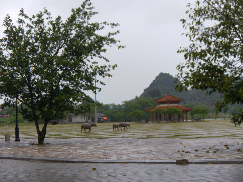 Image SAM_1214.JPG