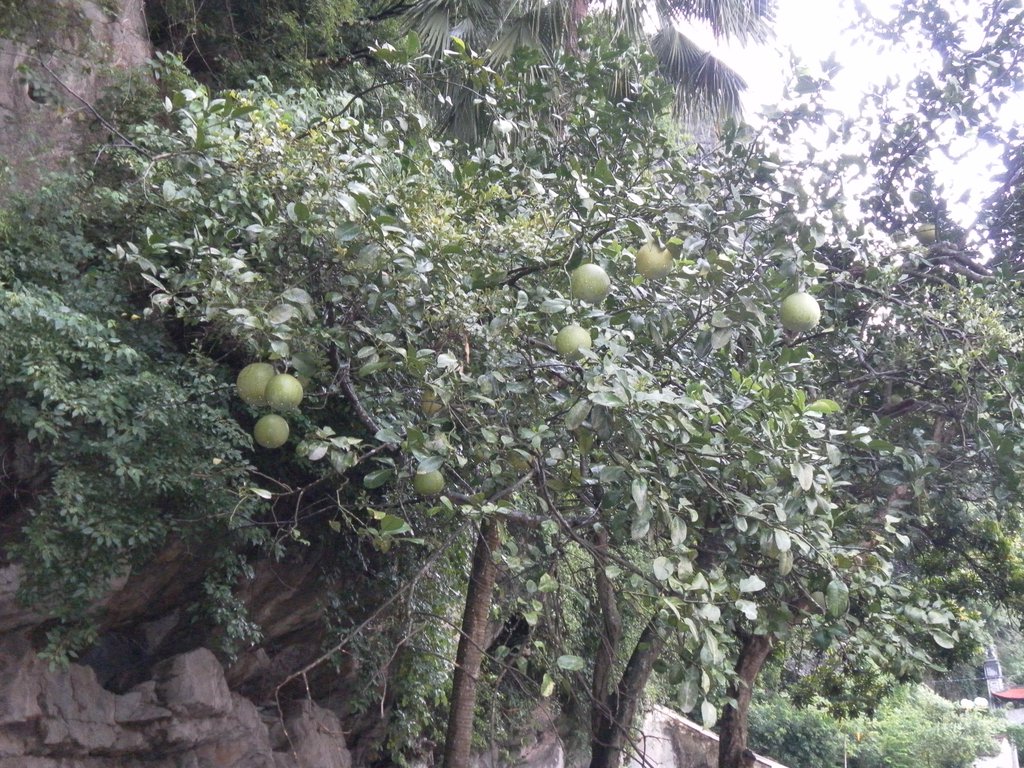 Image SAM_1228.JPG